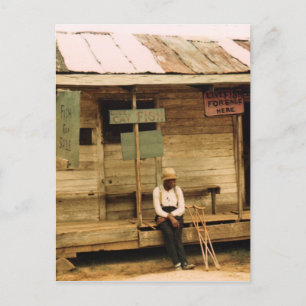Live Fish For Sale Postcard