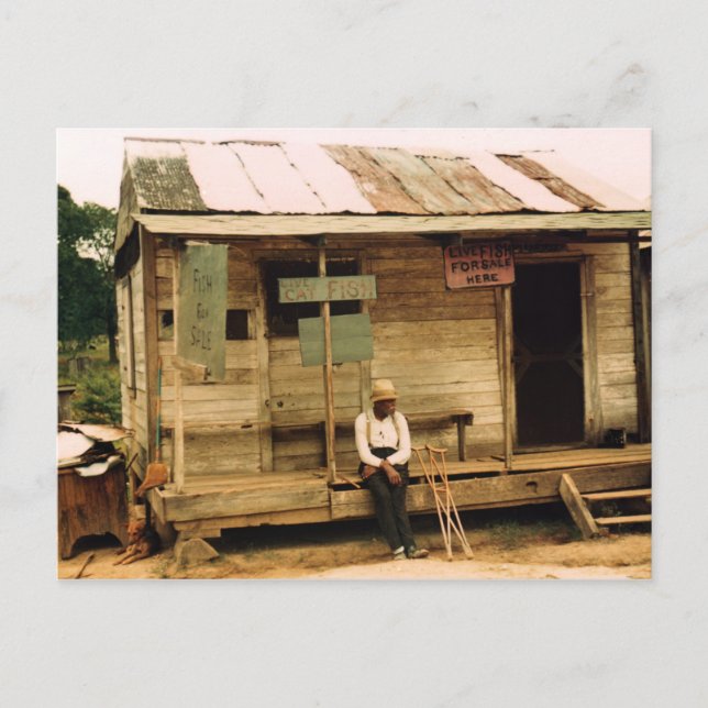 Live Fish For Sale Postcard (Front)