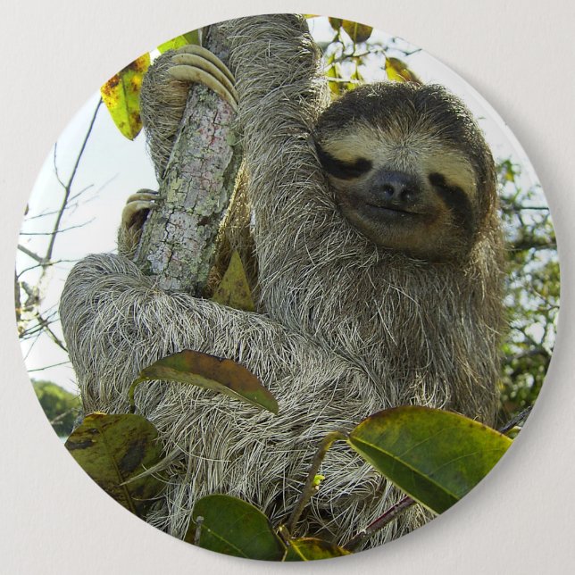 Live Life Like a Sloth 6 Inch Round Button (Front)