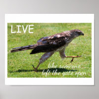 "Live Like Someone Left the Gate Open" Falcon