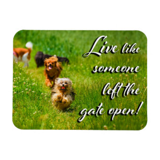 Live Like Someone Left the Gate Open!  Magnet