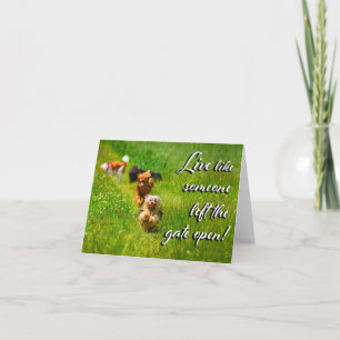 Live Like Someone Left the Gate Open! Thank You Card
