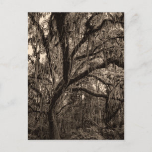 Live Oak and Spanish Moss in Sepia Tones Postcard