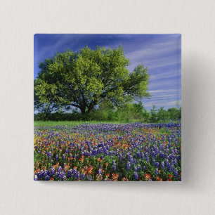 Live Oak & Texas Paintbrush, and Texas 2 Inch Square Button