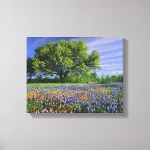 Live Oak & Texas Paintbrush, and Texas Canvas Print