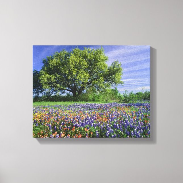 Live Oak & Texas Paintbrush, and Texas Canvas Print (Front)