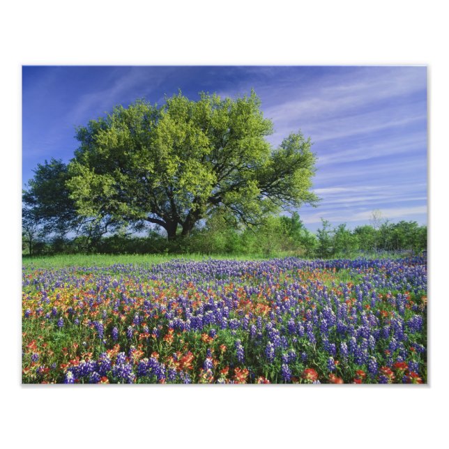 Live Oak & Texas Paintbrush, and Texas Photo Print (Front)