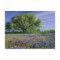 Live Oak & Texas Paintbrush, and Texas