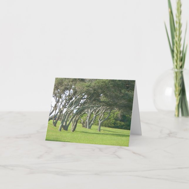 Live Oak Trees Card (Front)