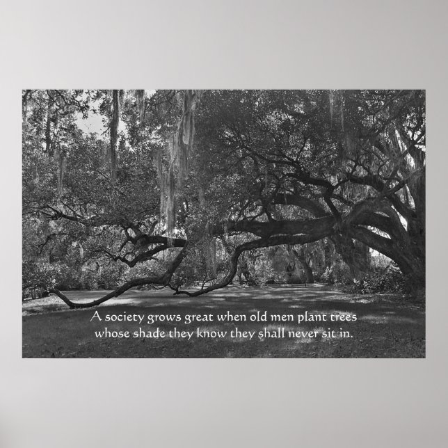 Live Oak Trees Proverb Poster Print (Front)