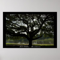 Live Oaks - Louisiana