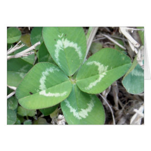 Live Real 4 Leaf Clover Photo