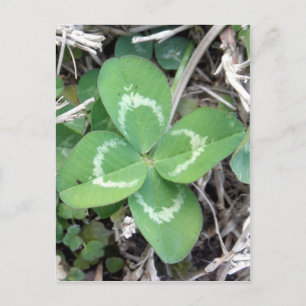 Live Real 4 Leaf Clover Photo Postcard