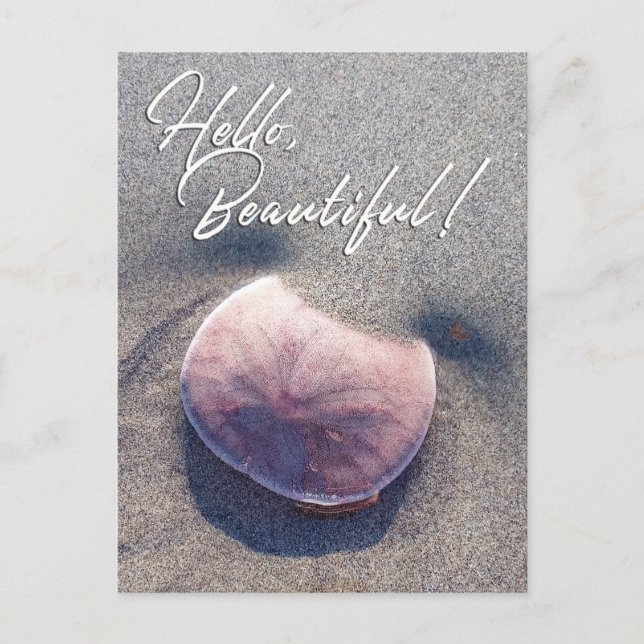 Live Sand Dollar Photo Bonjour belle carte postale (Devant)