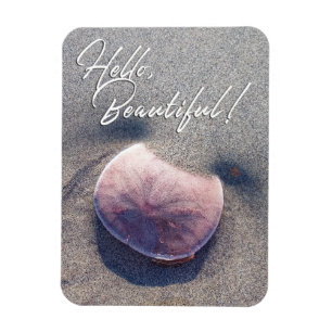 Live Sand Dollar Photo Bonjour Magnet