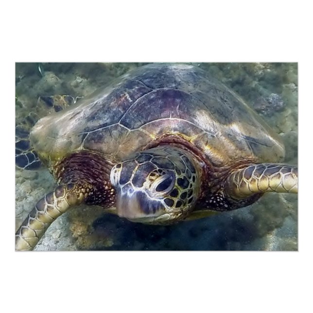 Live Sea Turtle Poster (Front)