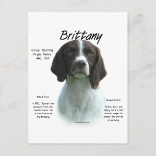 Liver Brittany Spaniel History Postcard