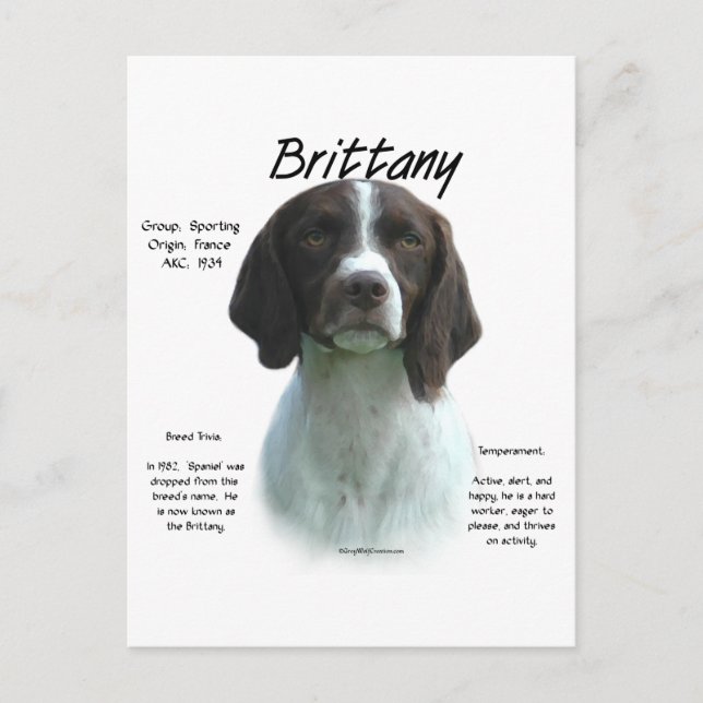 Liver Brittany Spaniel History Postcard (Front)