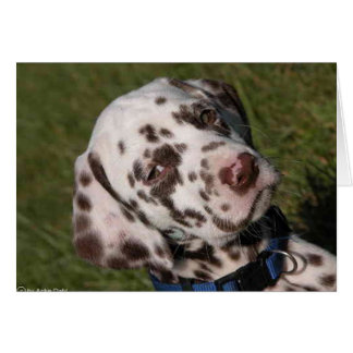 Liver Dalmatian Puppy