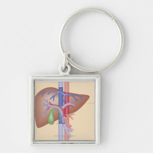 Liver Transplant Procedure Keychain