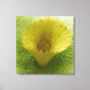 Liverwort Gemma Cup Canvas Print