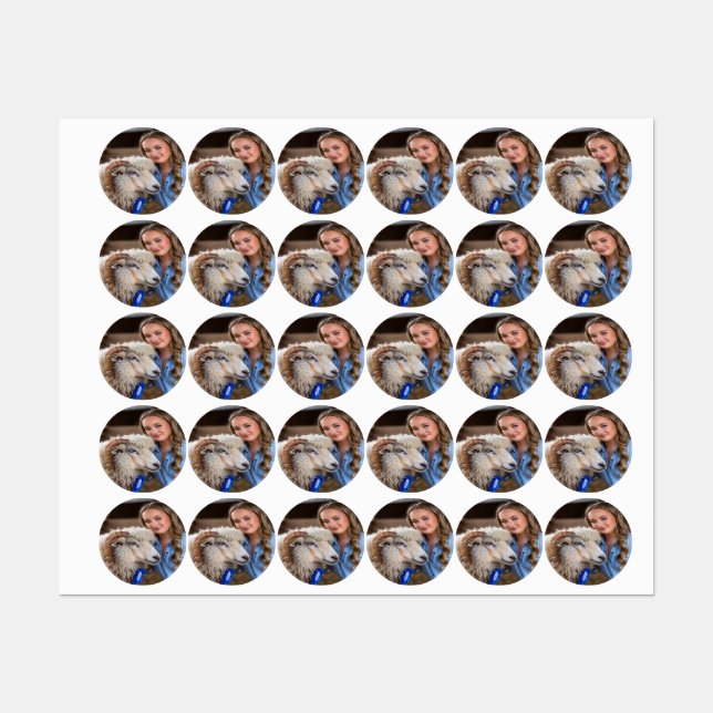 Livestock Show Sheep Photo Customize (Sheet)