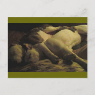 livin in a pitbull paradise postcard