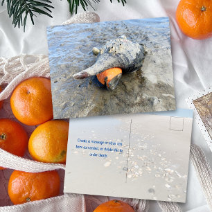 Living Horse Conch Florida Wildlife Photography Postcard