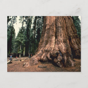 Living Mountain Postcard