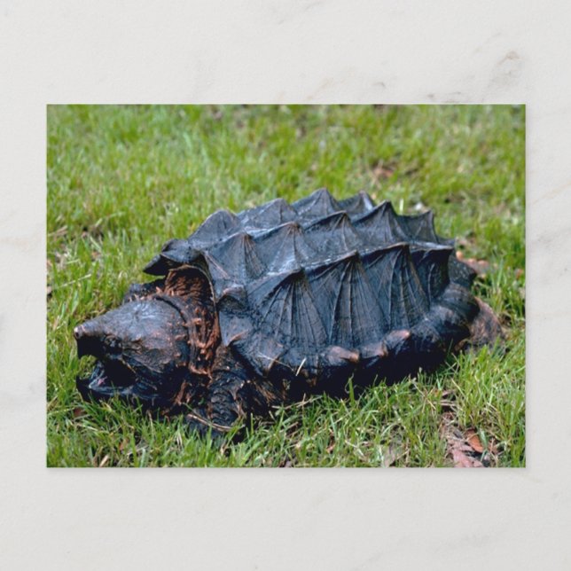Living Prehistoric Turtle Postcard (Front)