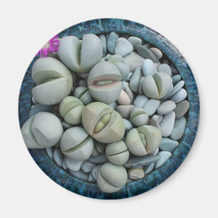 Living rocks magnet