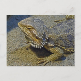 Living Under Fire - Bearded Dragon Postcard