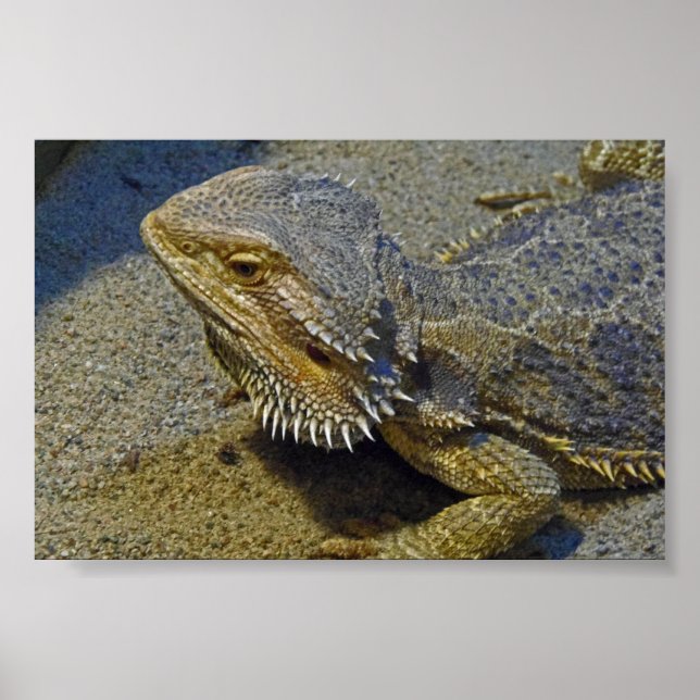 Living Under Fire - Bearded Dragon Poster (Front)