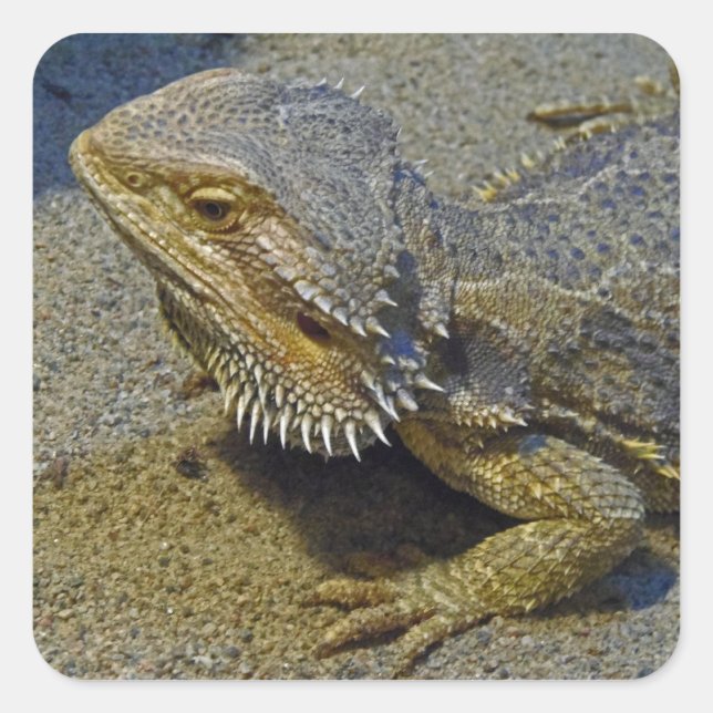 Living Under Fire - Bearded Dragon Square Sticker (Front)