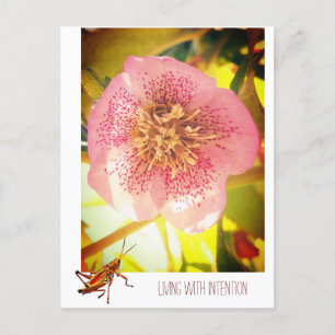 Living with intention. Helleborus (Lenten Rose) Holiday Postcard