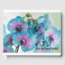 Blooming isolé sur un arrière - plan blanc