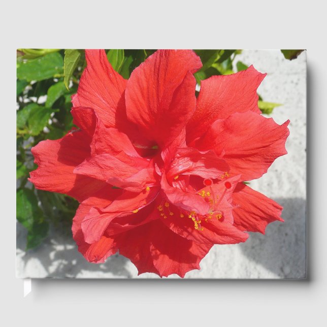 Livre D'or Fleur double hibiscus rouge (Recto)