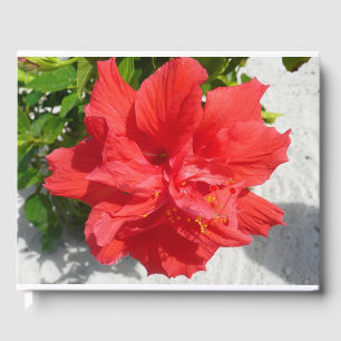 Livre D'or Fleur double hibiscus rouge