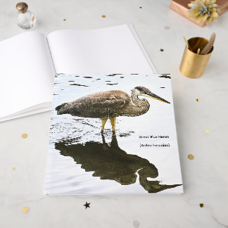 Livre D'or Grand Héron bleu (Ardea herodias)