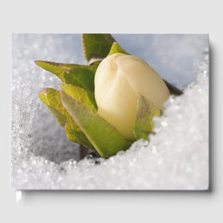 Livre D'or Hellebore poussant à travers la neige,