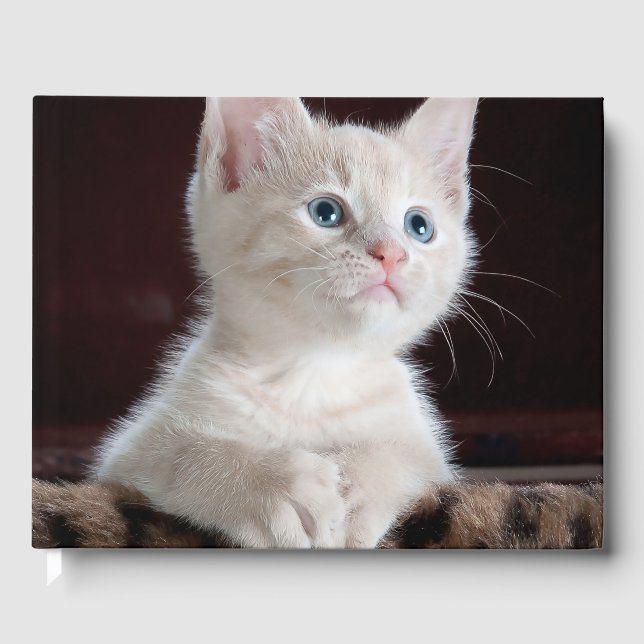 Livre D'or Kitten blanc vulnérable (Recto)