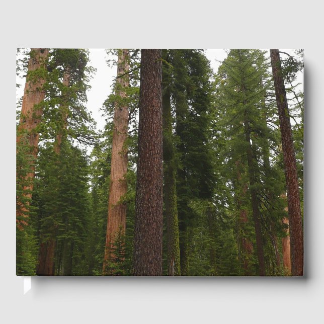 Livre D'or Mariposa Grove dans le parc national de Yosemite (Recto)
