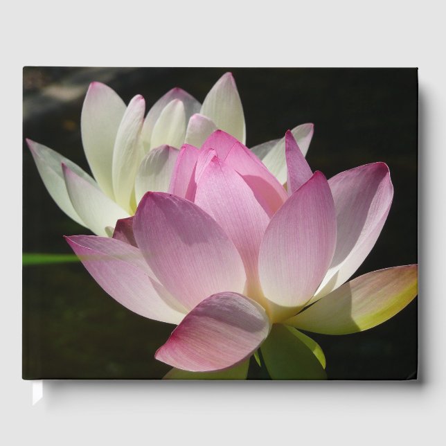 Livre D'or Paire de fleurs de Lotus II (Recto)