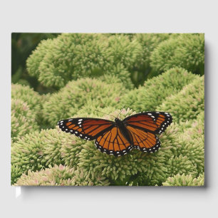 Livre D'or Papillon Viceroy Belle photographie de la nature