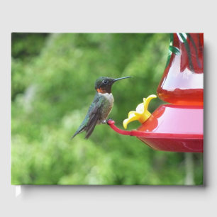 Livre D'or Photographie d'oiseau Colibri à gorge rubis