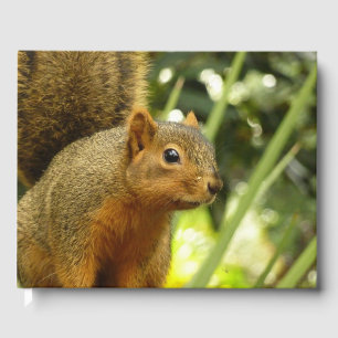 Livre D'or Portrait d'un écureuil Nature Animal Photographie