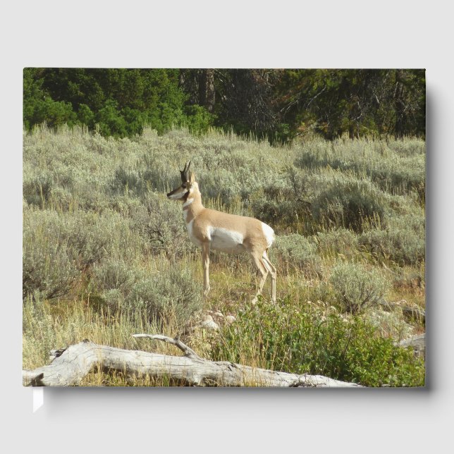 Livre D'or Pronghorn au Parc national de Grand Teton (Recto)