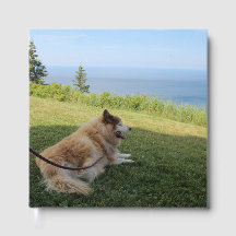 Suka Profitant Du Cap George