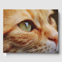 Visage déterminé d'un chat de gingembre