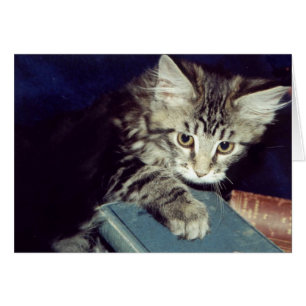 Livres et chats